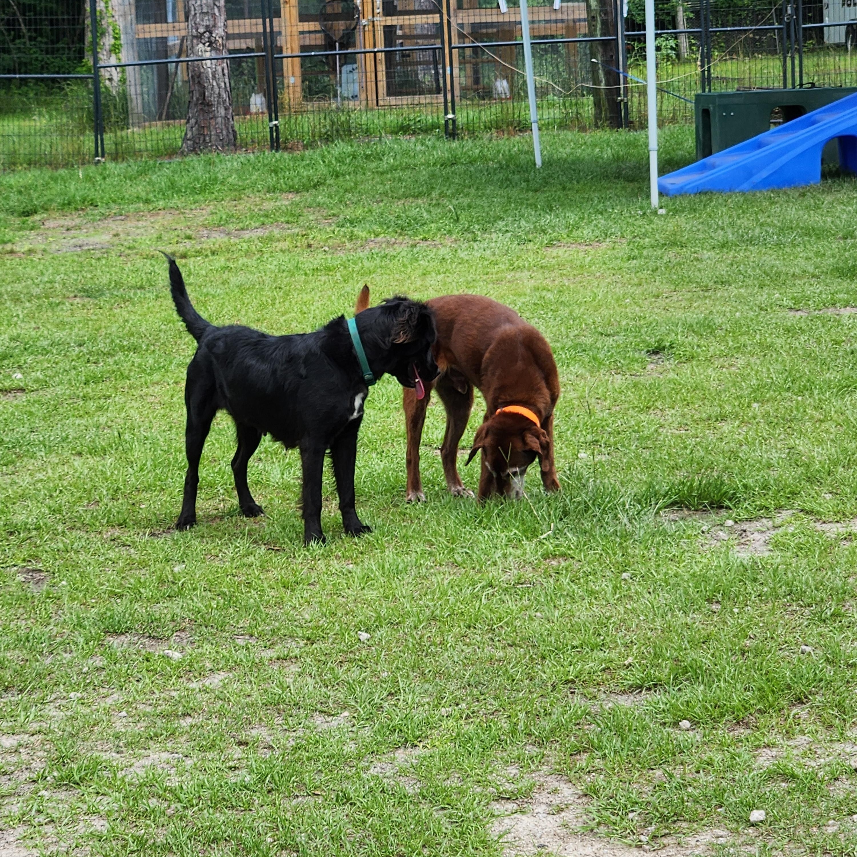 Enlarge Kiwi, a ADOPTABLE mixed breed in Bethlehem, PA image 5/6