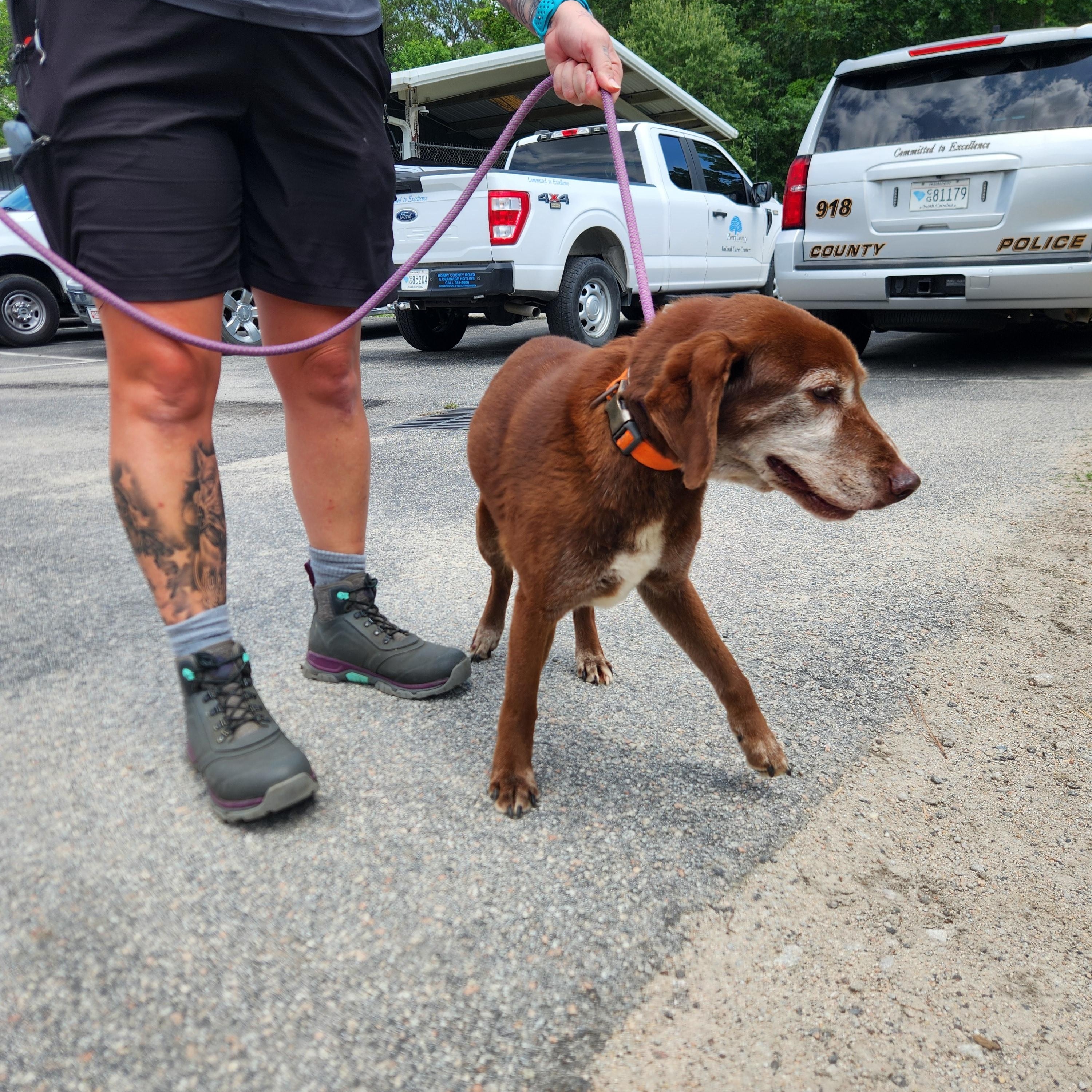 Enlarge Kiwi, a ADOPTABLE mixed breed in Bethlehem, PA image 6/6