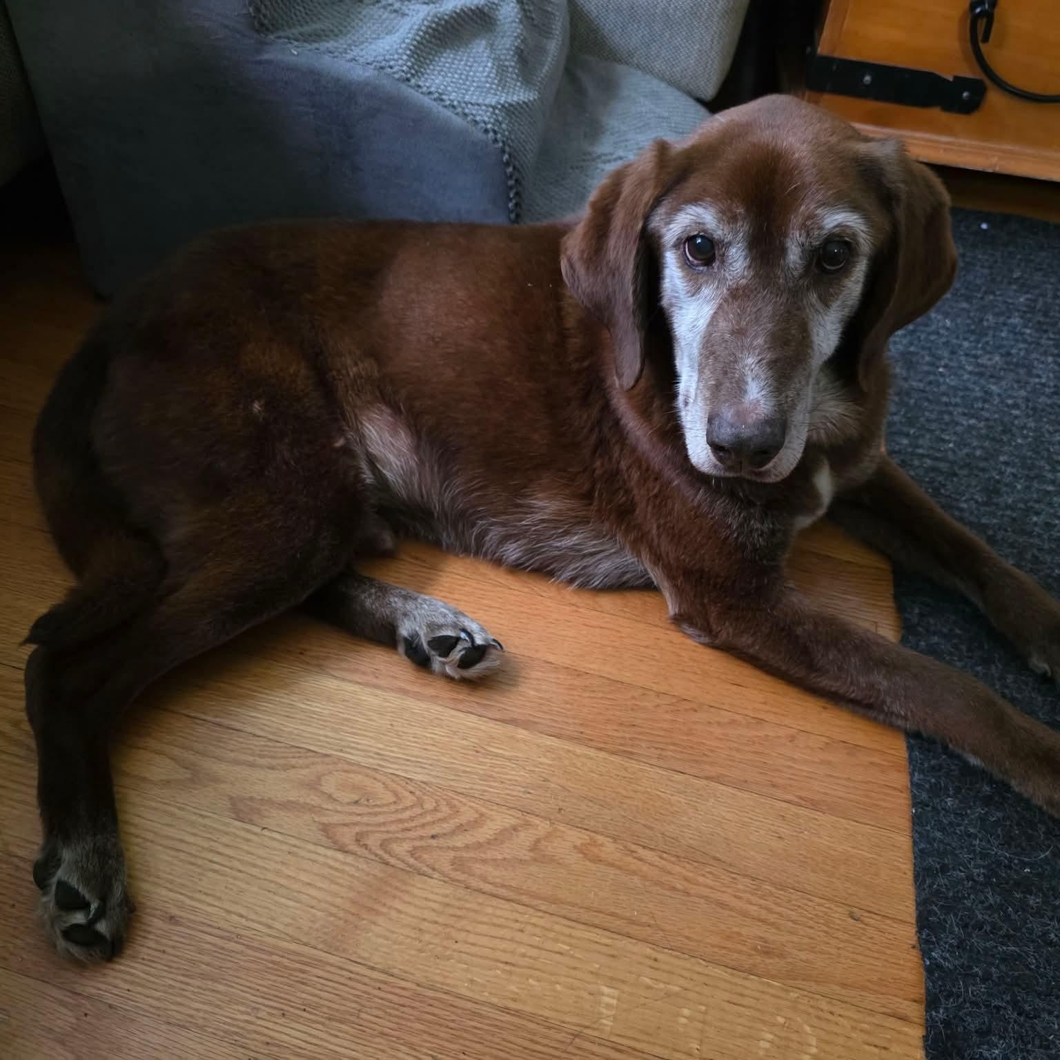 Enlarge Kiwi, a ADOPTABLE mixed breed in Bethlehem, PA image 2/6