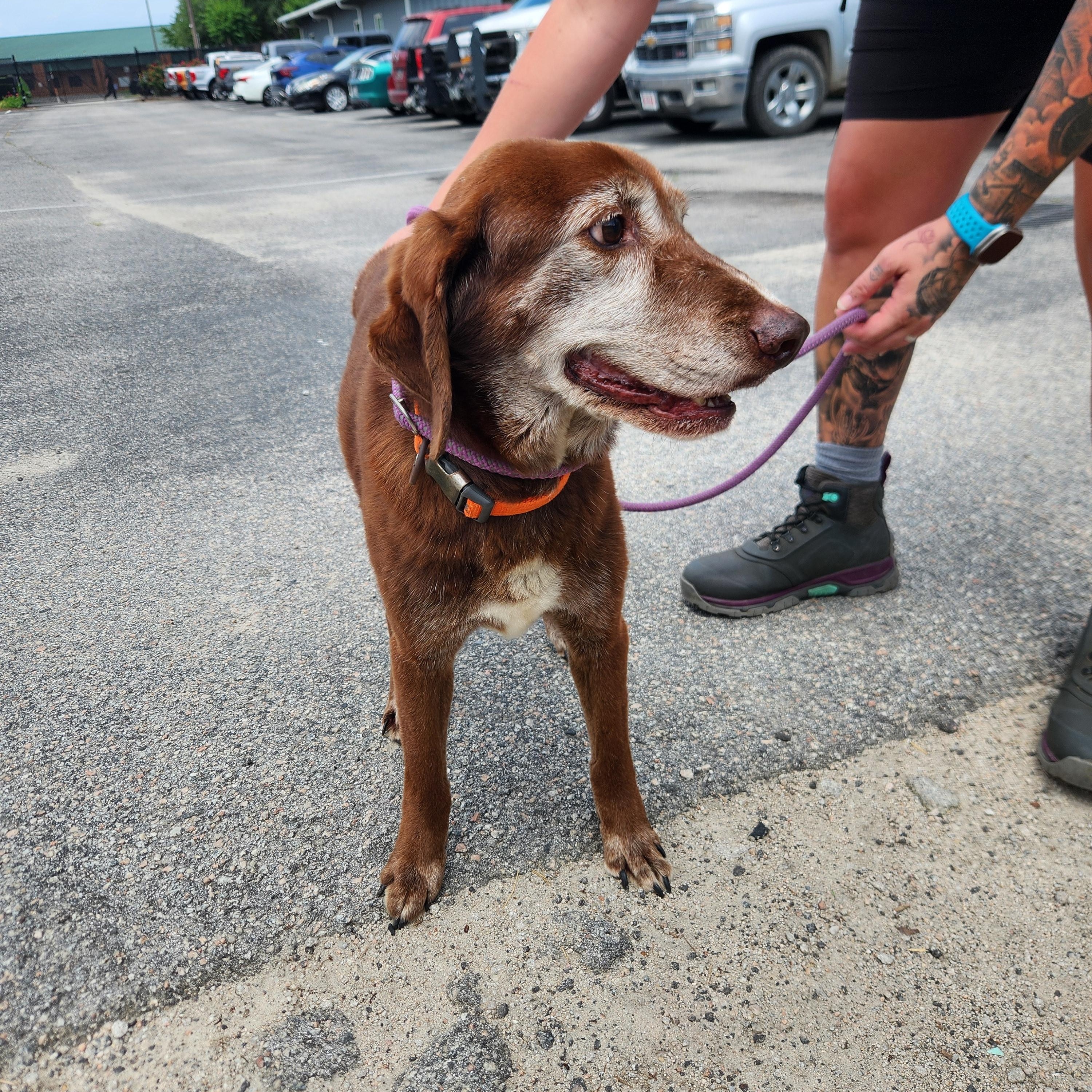 Enlarge Kiwi, a ADOPTABLE mixed breed in Bethlehem, PA image 3/6