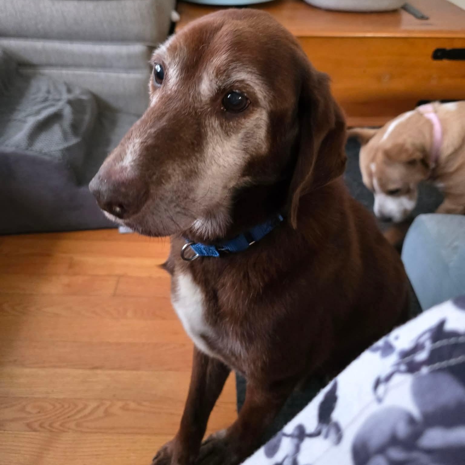 Enlarge Kiwi, a ADOPTABLE mixed breed in Bethlehem, PA image 1/6