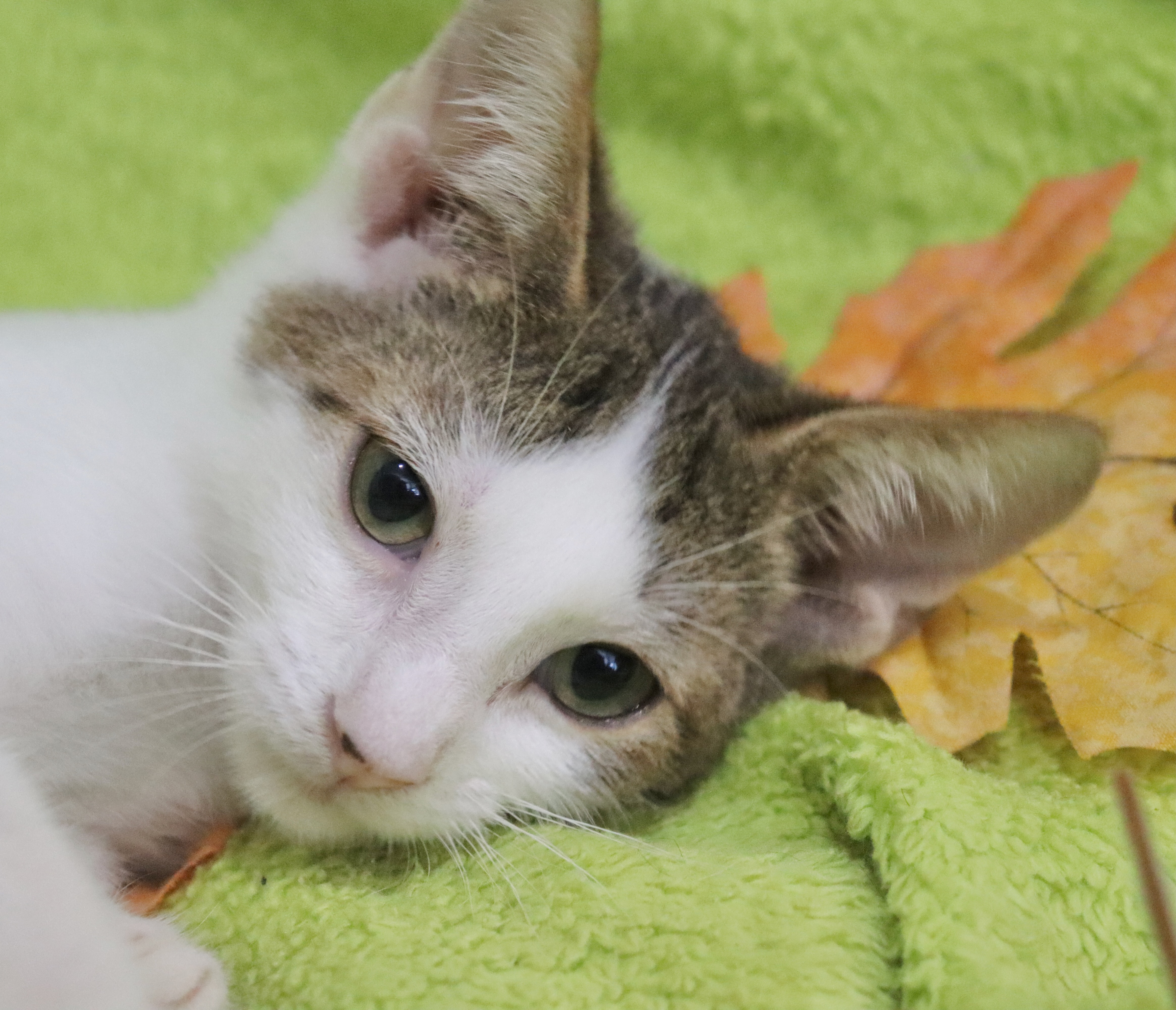 Enlarge Cracker Jacks, a Adoptable mixed breed in Saint Augustine, FL image 3/4