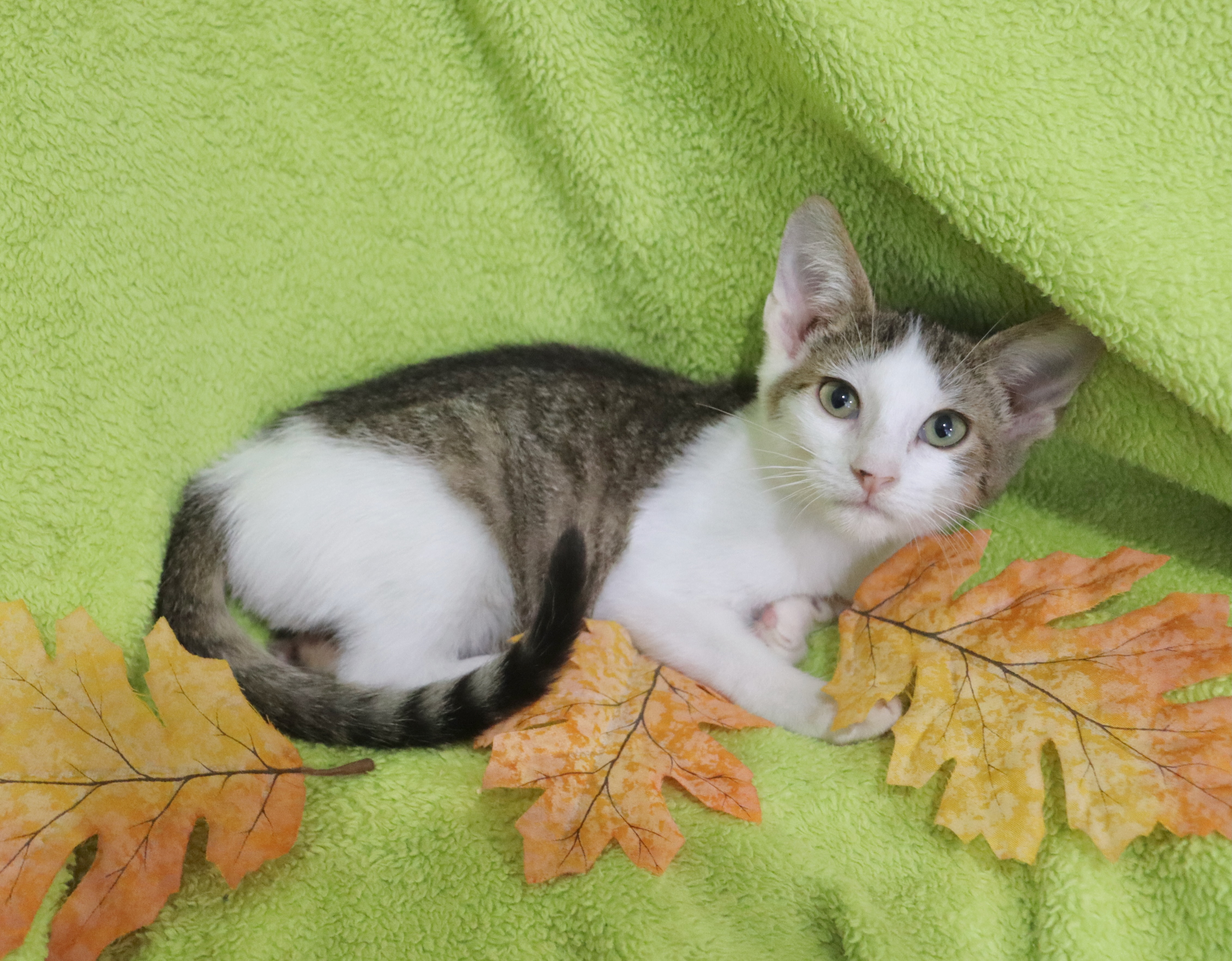 Cracker Jacks, Adoptable, Kitten Male Turkish Van.