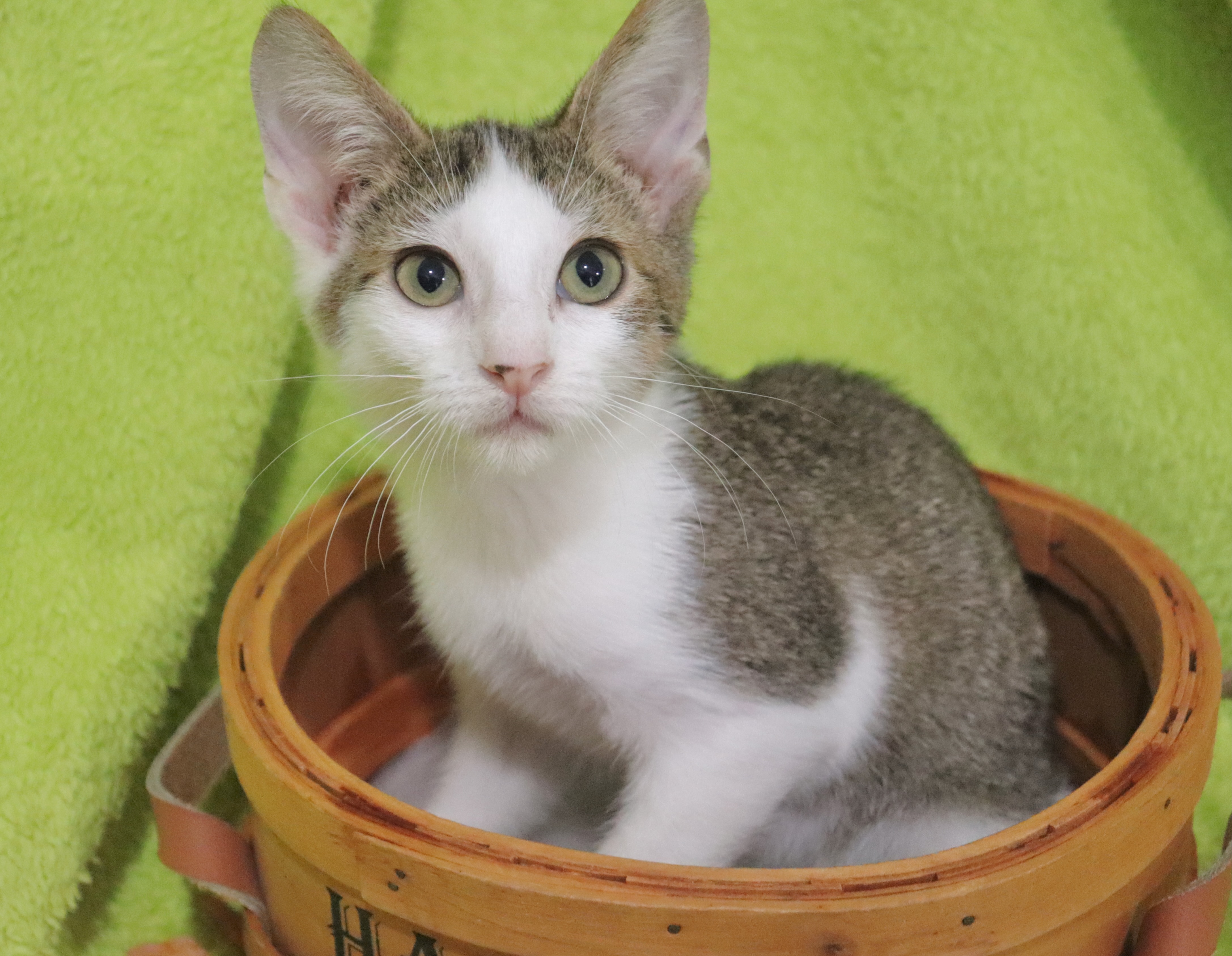 Enlarge Cracker Jacks, a Adoptable mixed breed in Saint Augustine, FL image 4/4