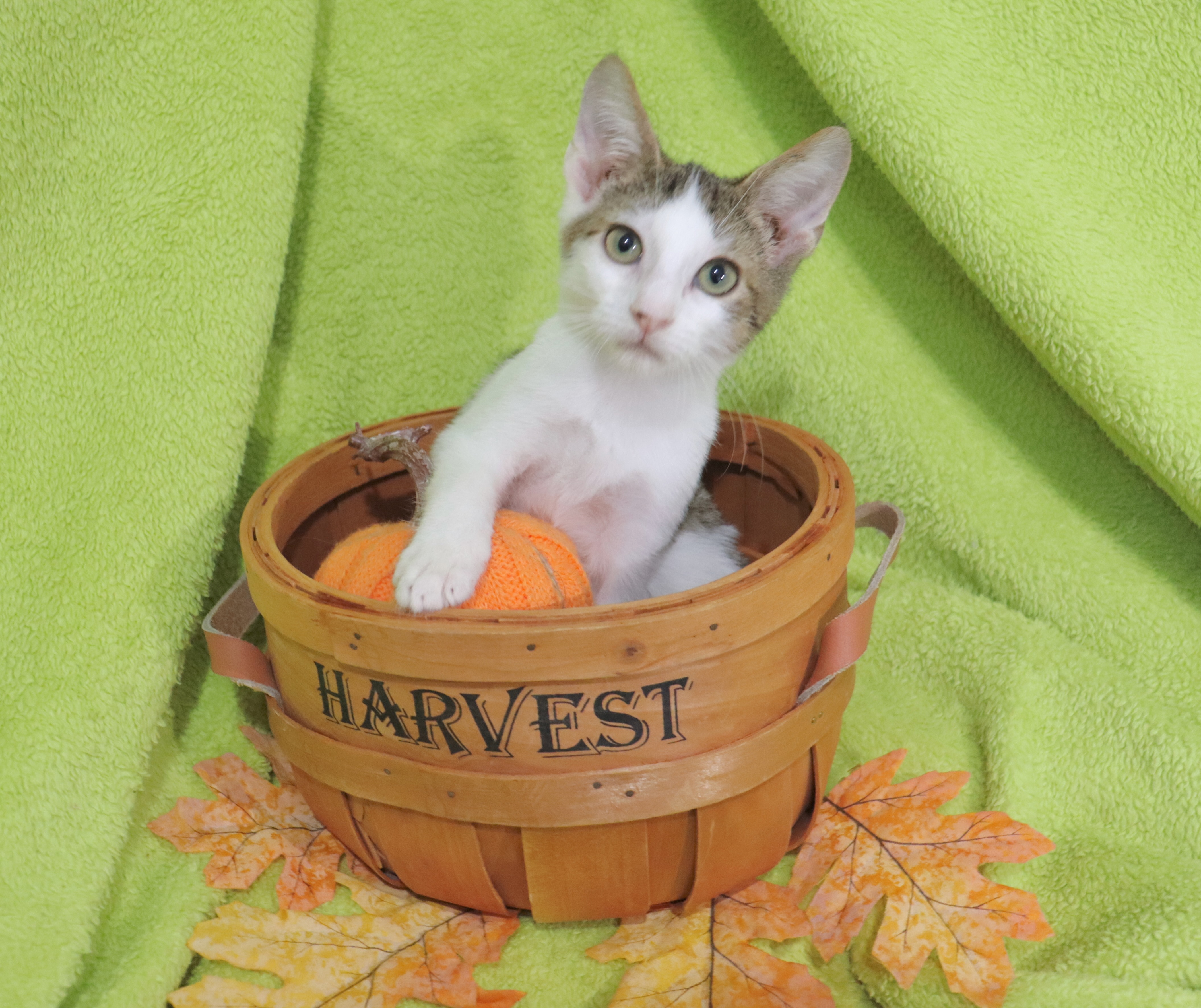 Enlarge Cracker Jacks, a Adoptable mixed breed in Saint Augustine, FL image 2/4