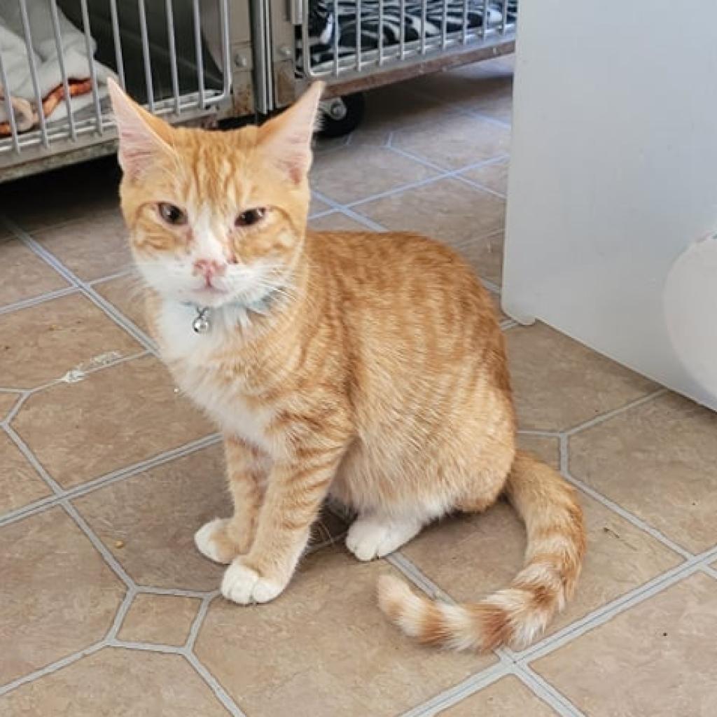 Tinley, Adoptable, Adult Male Domestic Short Hair.
