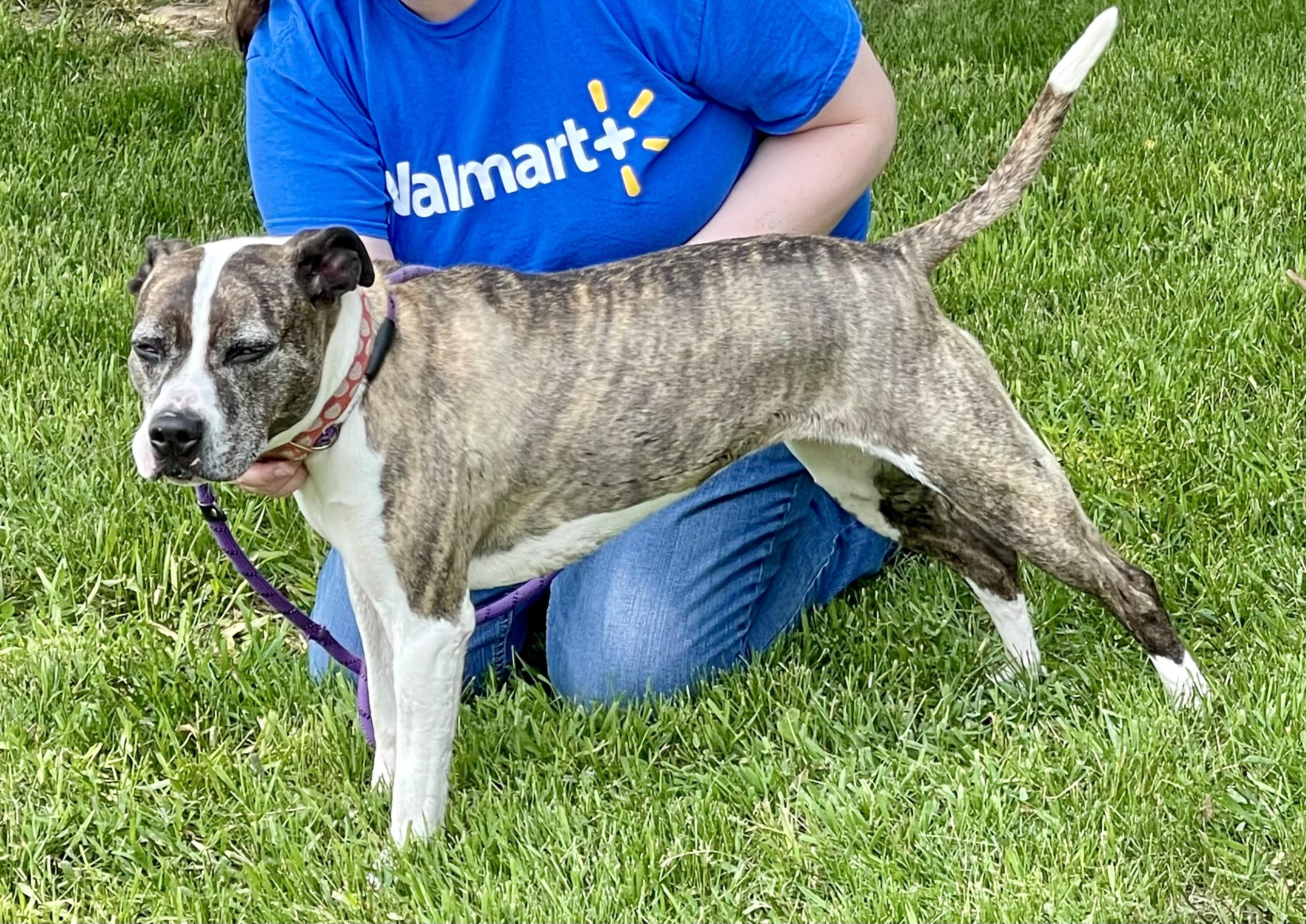 Mercedes, an adoptable Pit Bull Terrier in Jamestown, ND, 58402 | Photo Image 2