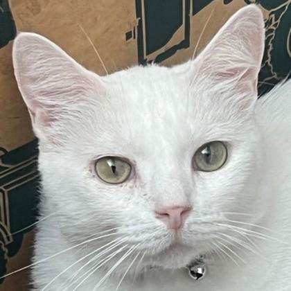 Betty White, Adoptable, Adult Female Domestic Short Hair & Domestic Short Hair.