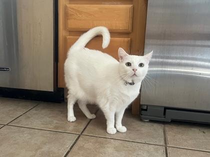 Enlarge Betty White, a Adoptable mixed breed in Pleasanton, CA image 2/3