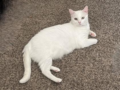 Enlarge Betty White, a Adoptable mixed breed in Pleasanton, CA image 3/3