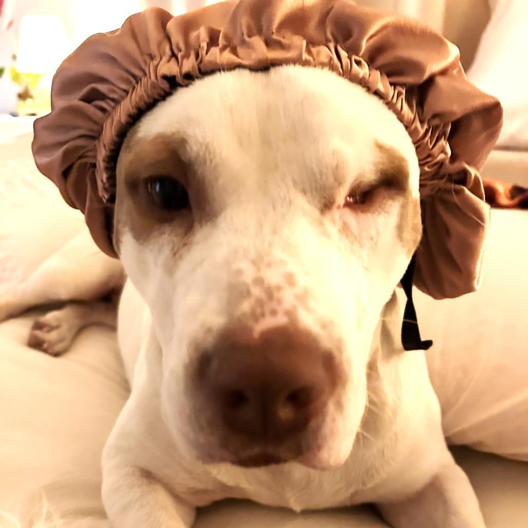 Enlarge Goose, a Adoptable Mixed Breed in Chantilly, VA image 1/6