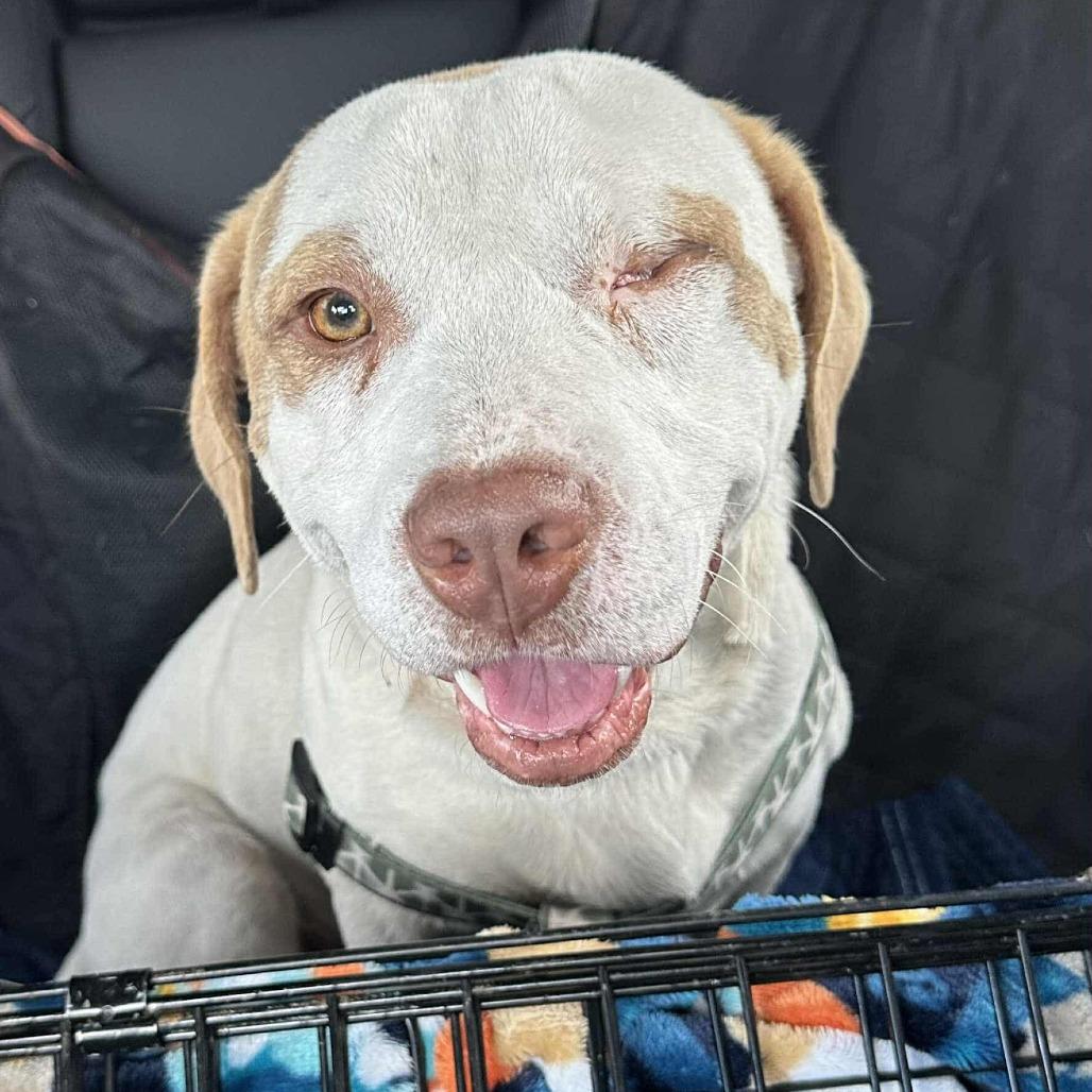 Enlarge Goose, a Adoptable Mixed Breed in Chantilly, VA image 2/6