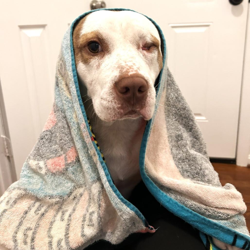 Enlarge Goose, a Adoptable Mixed Breed in Chantilly, VA image 3/6