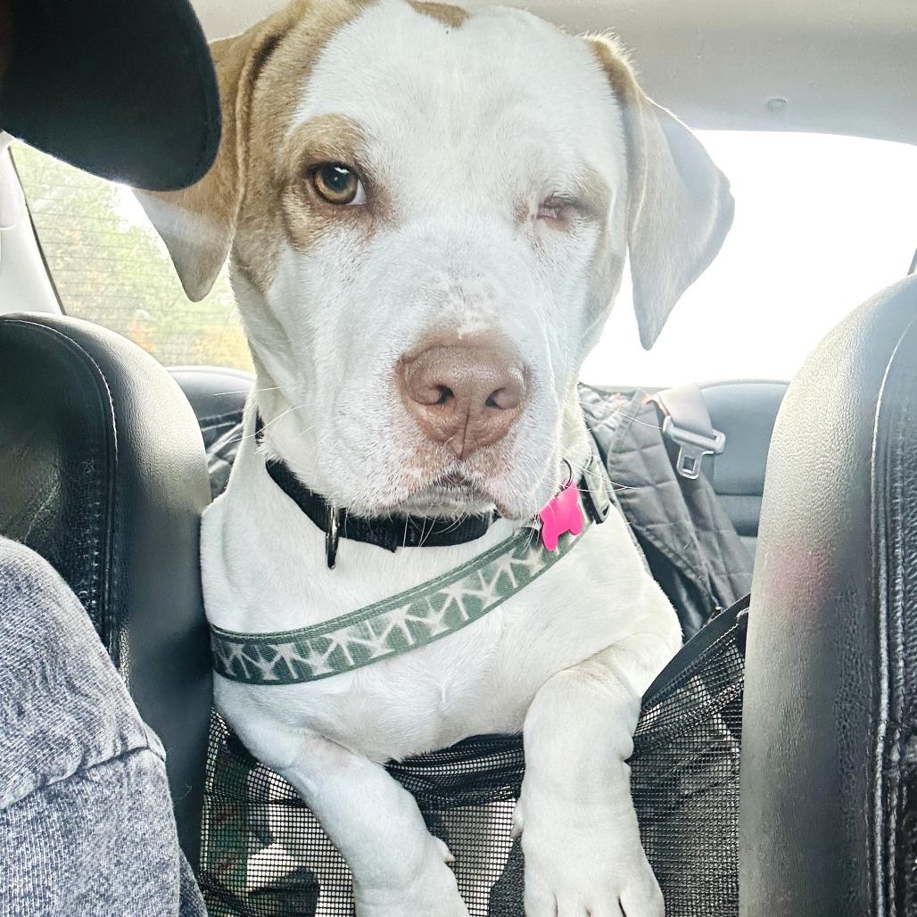 Enlarge Goose, a Adoptable Mixed Breed in Chantilly, VA image 4/6