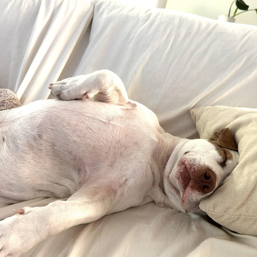 Enlarge Goose, a Adoptable Mixed Breed in Chantilly, VA image 5/6