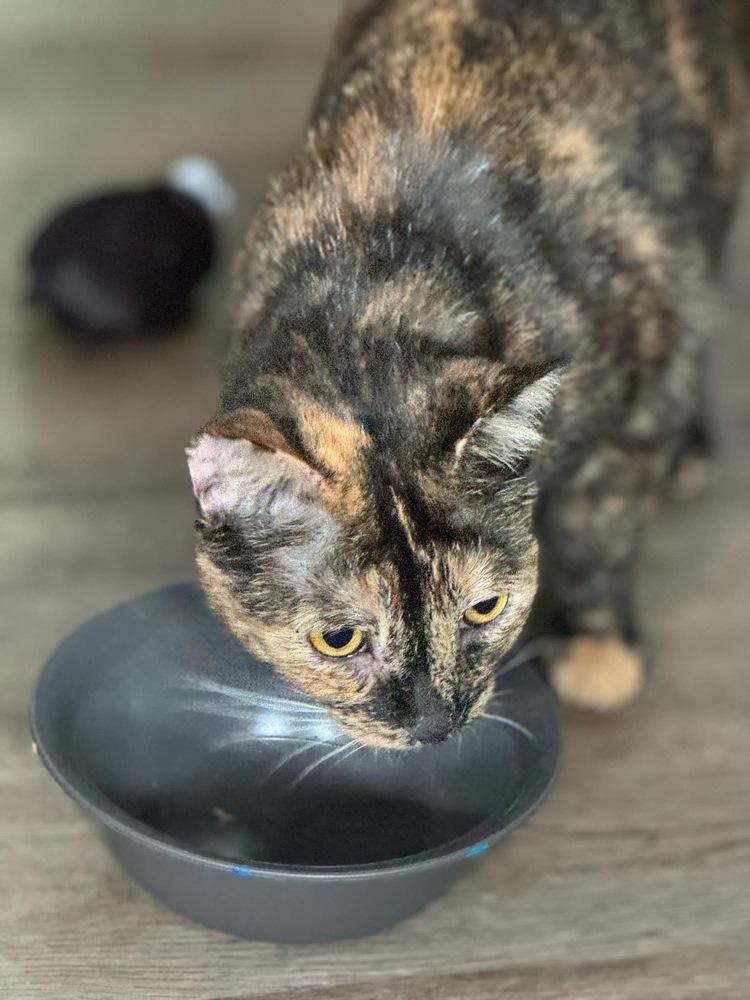 Tallahassee, Adoptable, Young Female Domestic Short Hair.