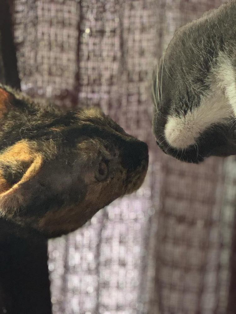 Enlarge Tallahassee, a Adoptable mixed breed in Olyphant, PA image 2/6