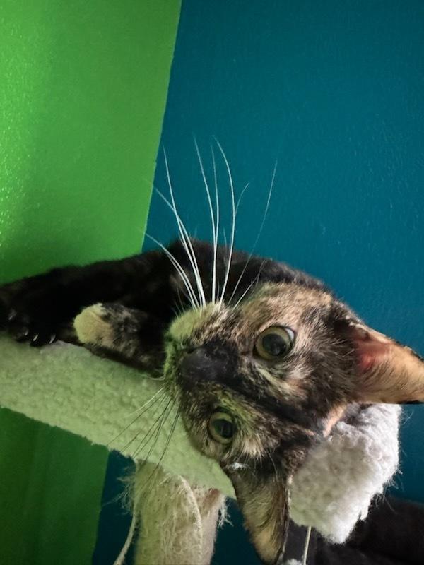 Enlarge Tallahassee, a Adoptable mixed breed in Olyphant, PA image 4/6