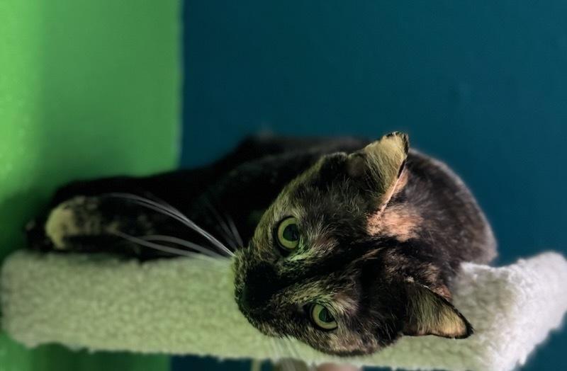 Enlarge Tallahassee, a Adoptable mixed breed in Olyphant, PA image 5/6