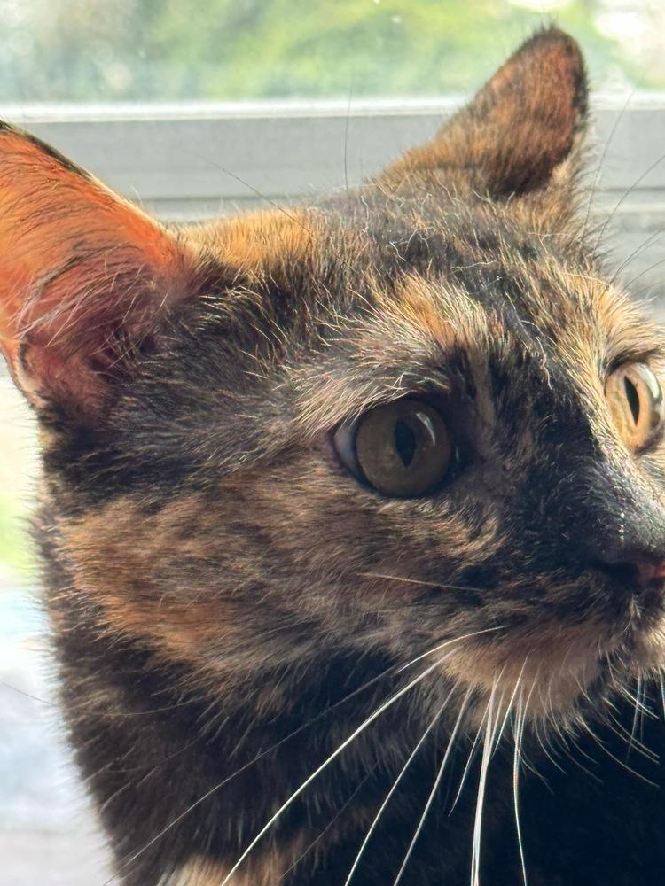 Enlarge Tallahassee, a Adoptable mixed breed in Olyphant, PA image 6/6