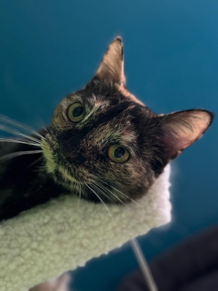 Enlarge Tallahassee, a Adoptable mixed breed in Olyphant, PA image 6/6