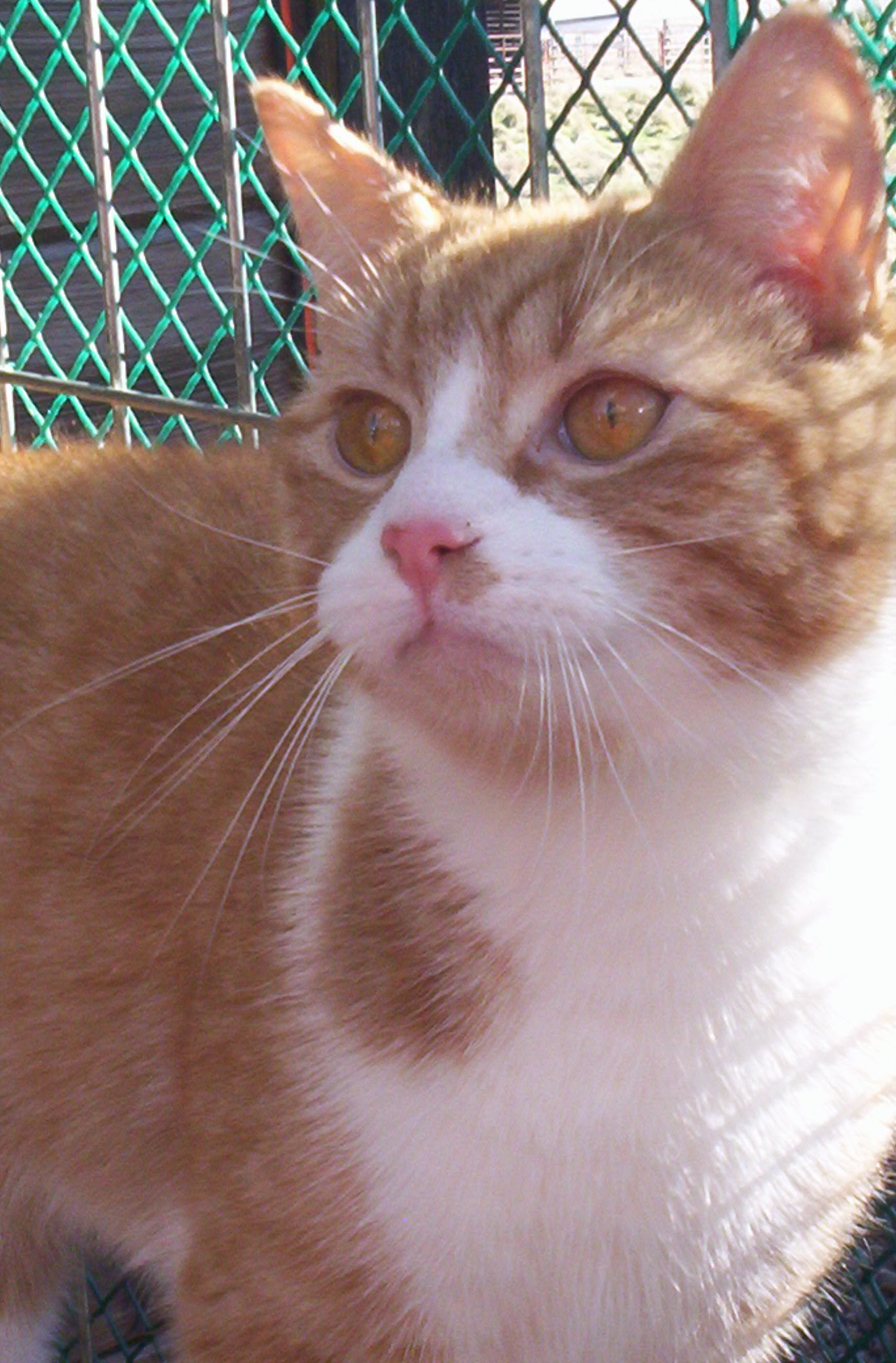 Matthew (Sweet Lovebug) photo 3