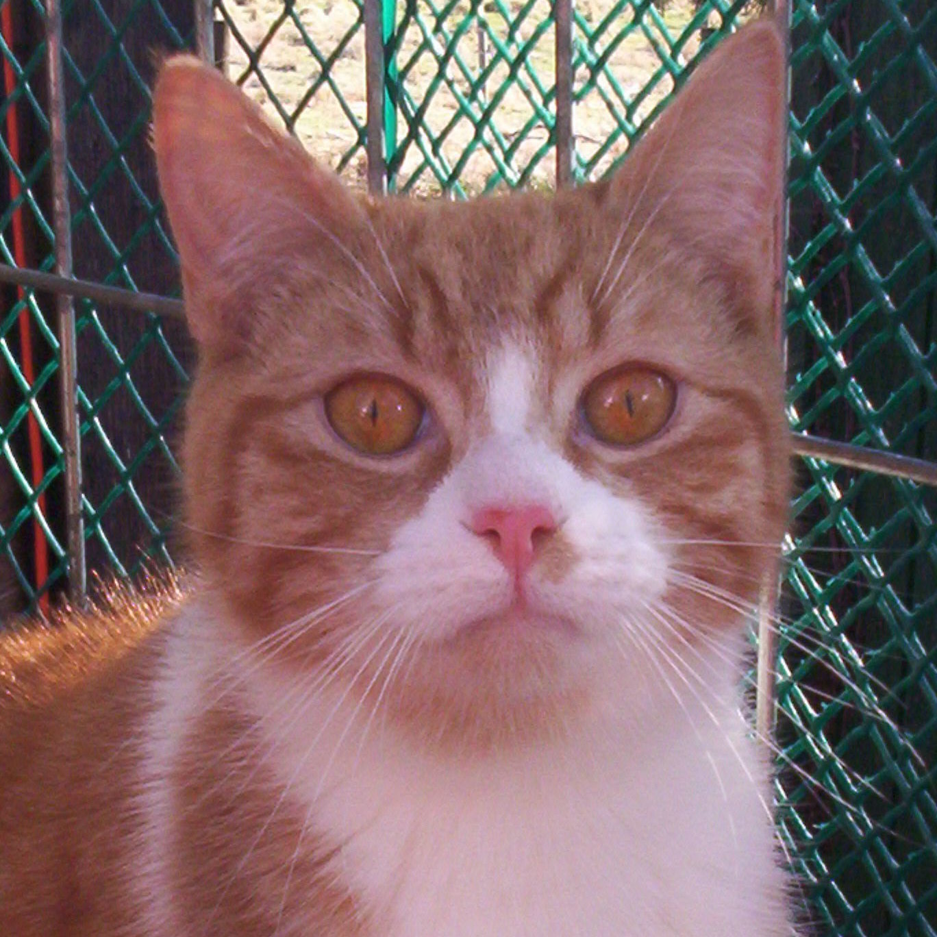 Matthew (Sweet Lovebug), Young Male unknown