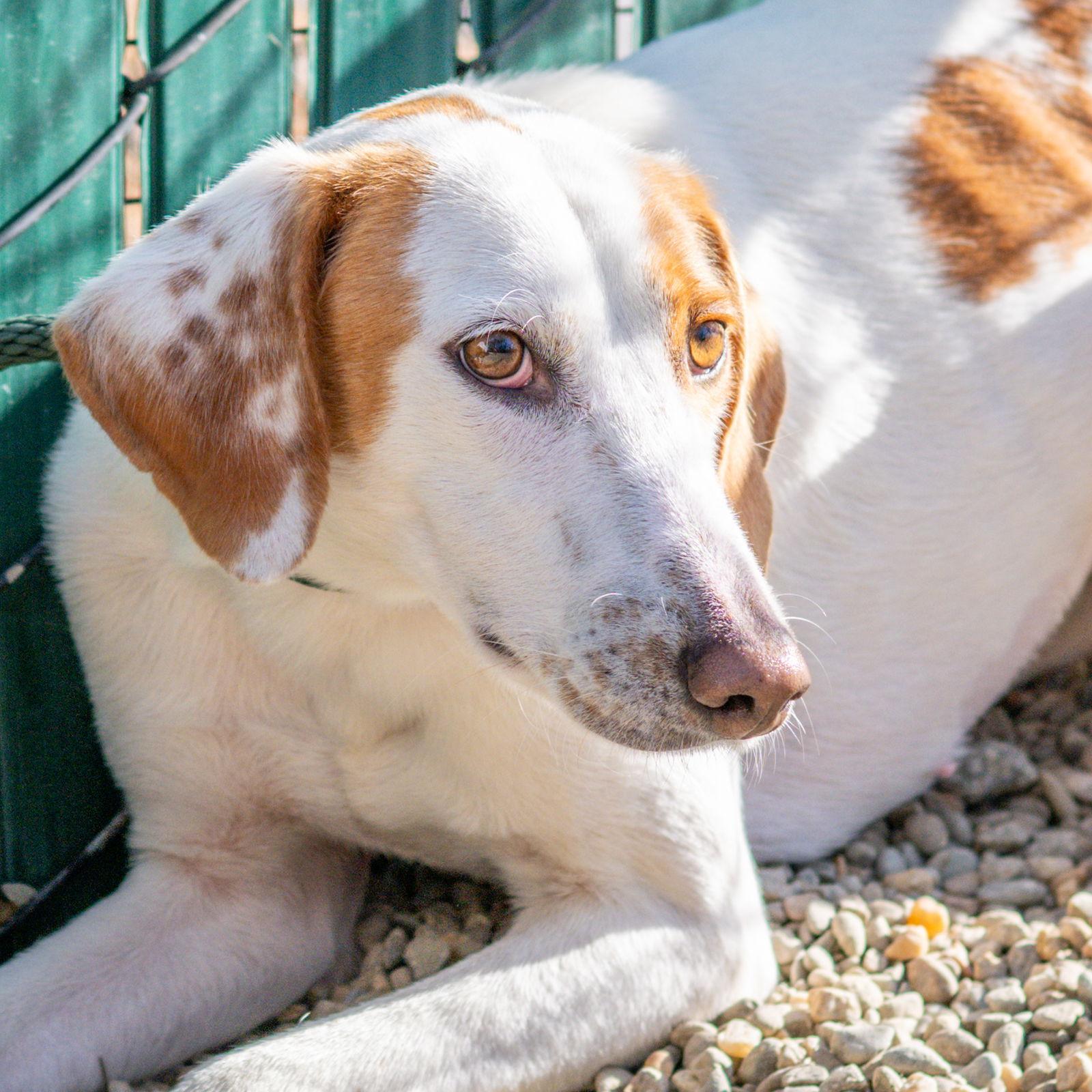 Enlarge Melania, a Adoptable Hound in Hilton Head Island, SC image 1/2