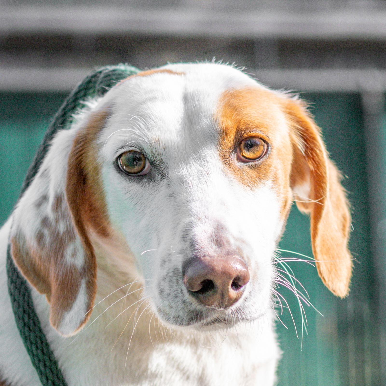 Enlarge Melania, a Adoptable Hound in Hilton Head Island, SC image 2/2