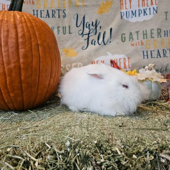 Sushi, a Adoptable Lionhead in Columbia, MD image 4/5