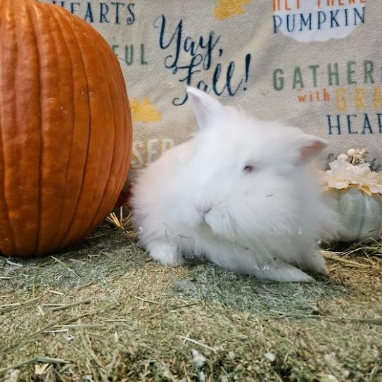 Sushi, a Adoptable Lionhead in Columbia, MD image 3/5