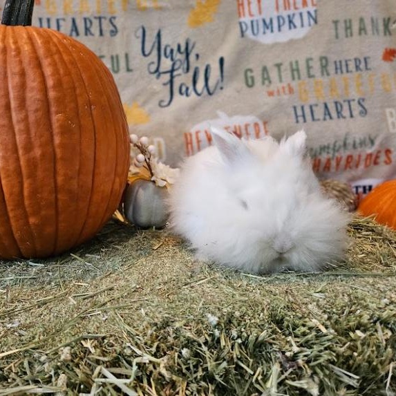 Sushi, a Adoptable Lionhead in Columbia, MD image 2/5