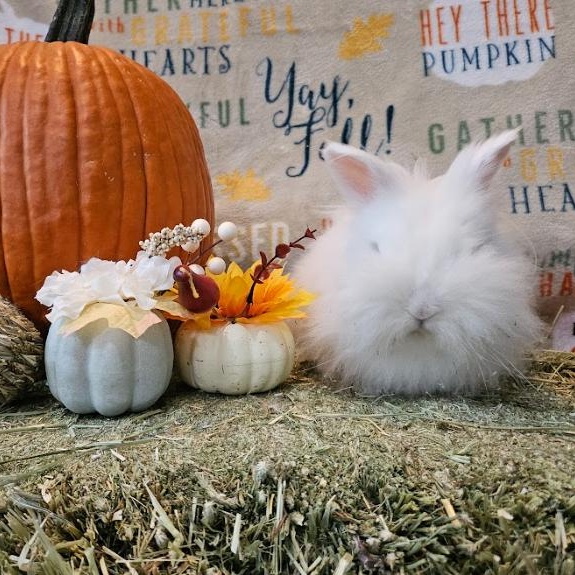 Sushi, a Adoptable Lionhead in Columbia, MD image 1/5