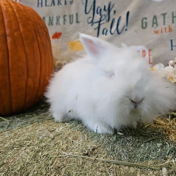 Sushi, a Adoptable Lionhead in Columbia, MD image 5/5