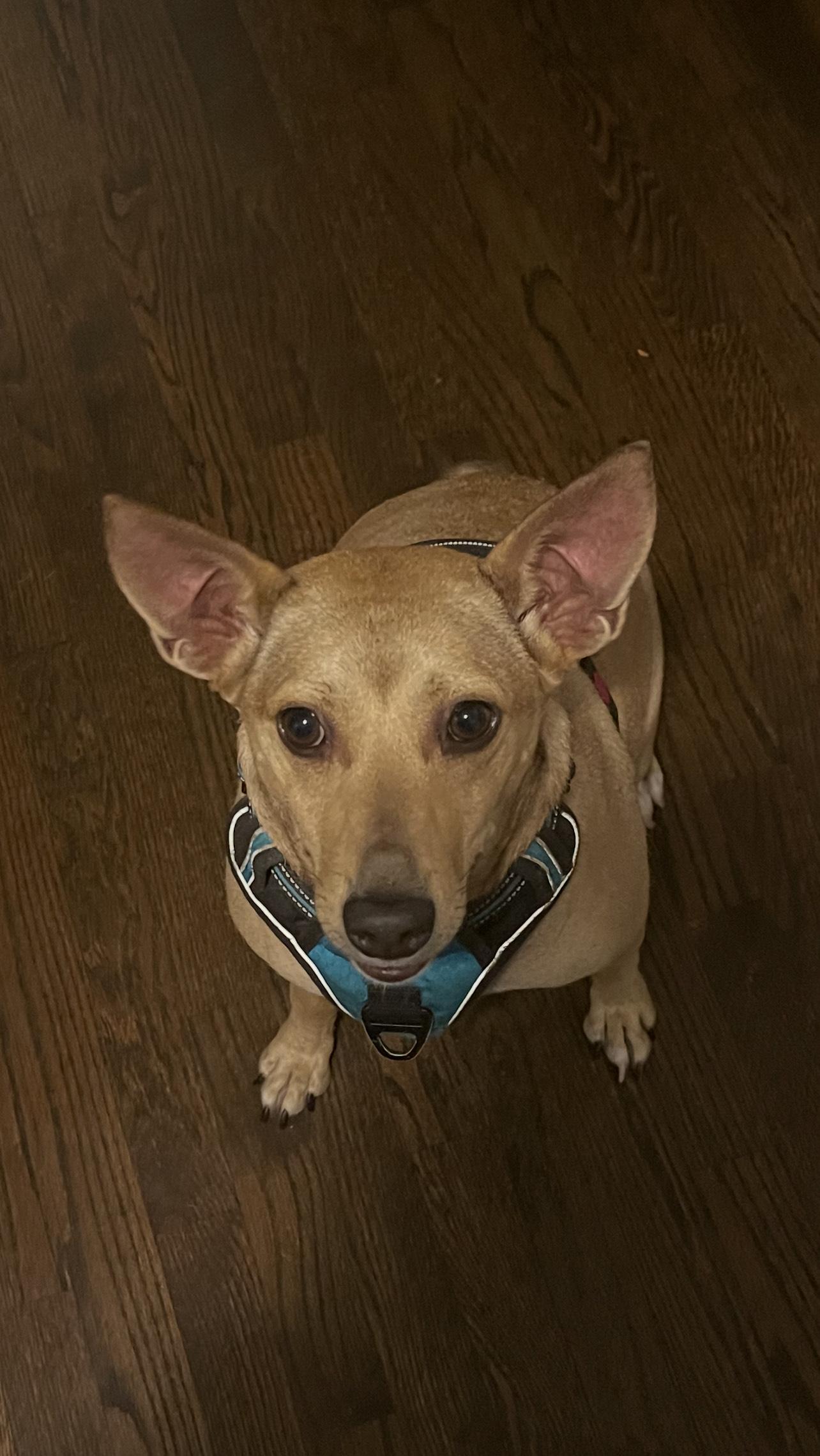 Stewie