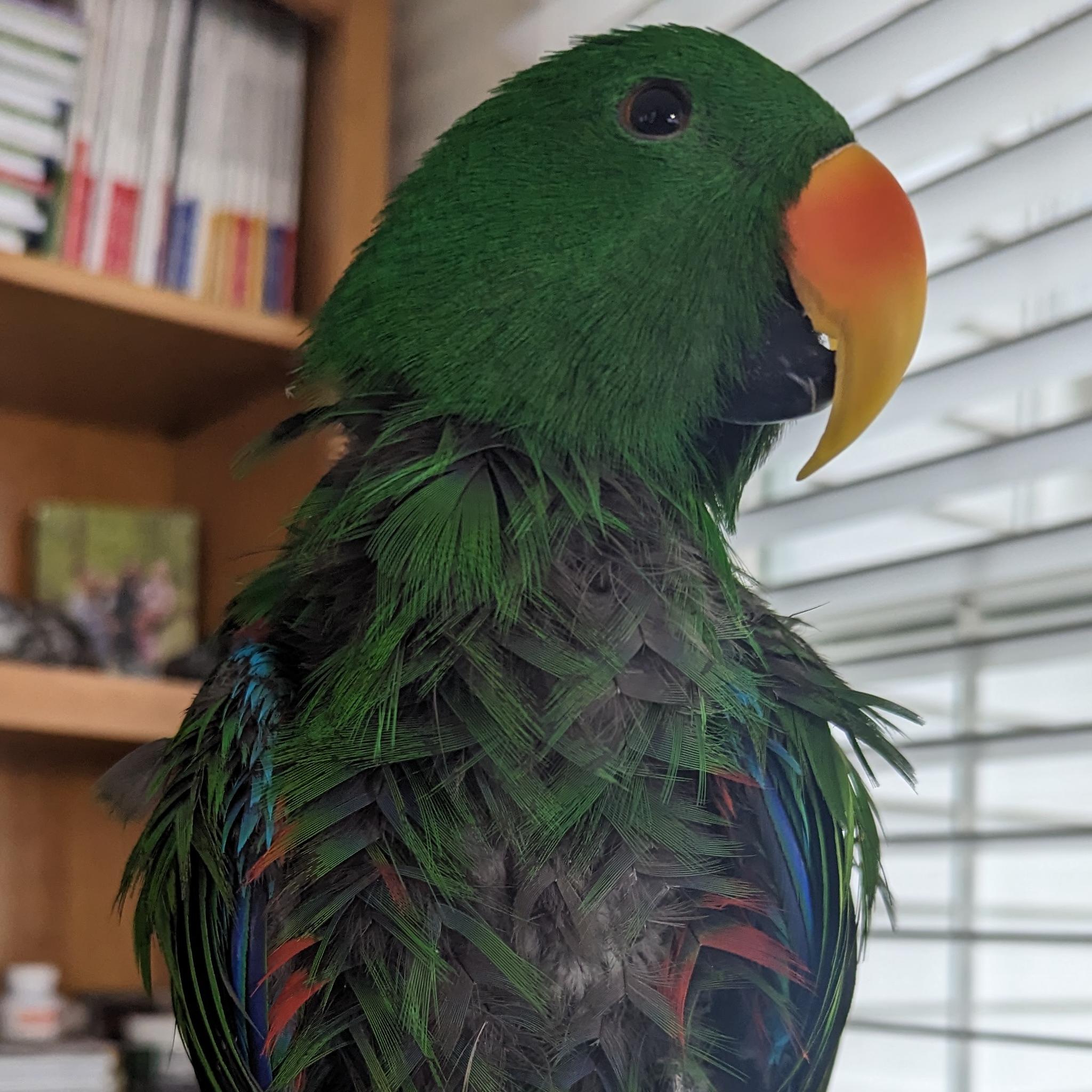 Enlarge Baby Boy, a ADOPTABLE Eclectus in Alexander, NC image 2/3
