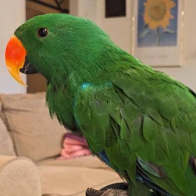Enlarge Baby Boy, a ADOPTABLE Eclectus in Alexander, NC image 1/3