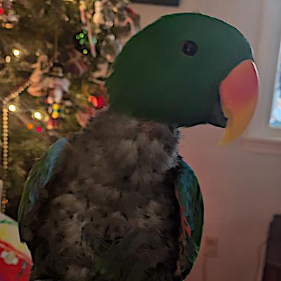 Enlarge Baby Boy, a ADOPTABLE Eclectus in Alexander, NC image 3/3