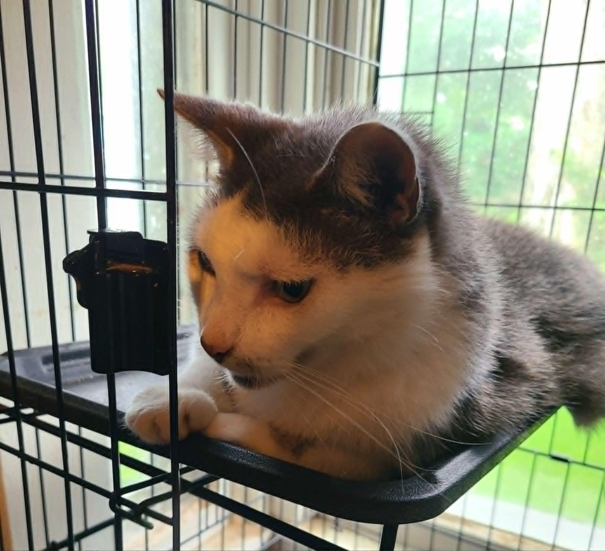 Enlarge Hopper, a ADOPTABLE Domestic Medium Hair in Waynetown, IN image 2/3