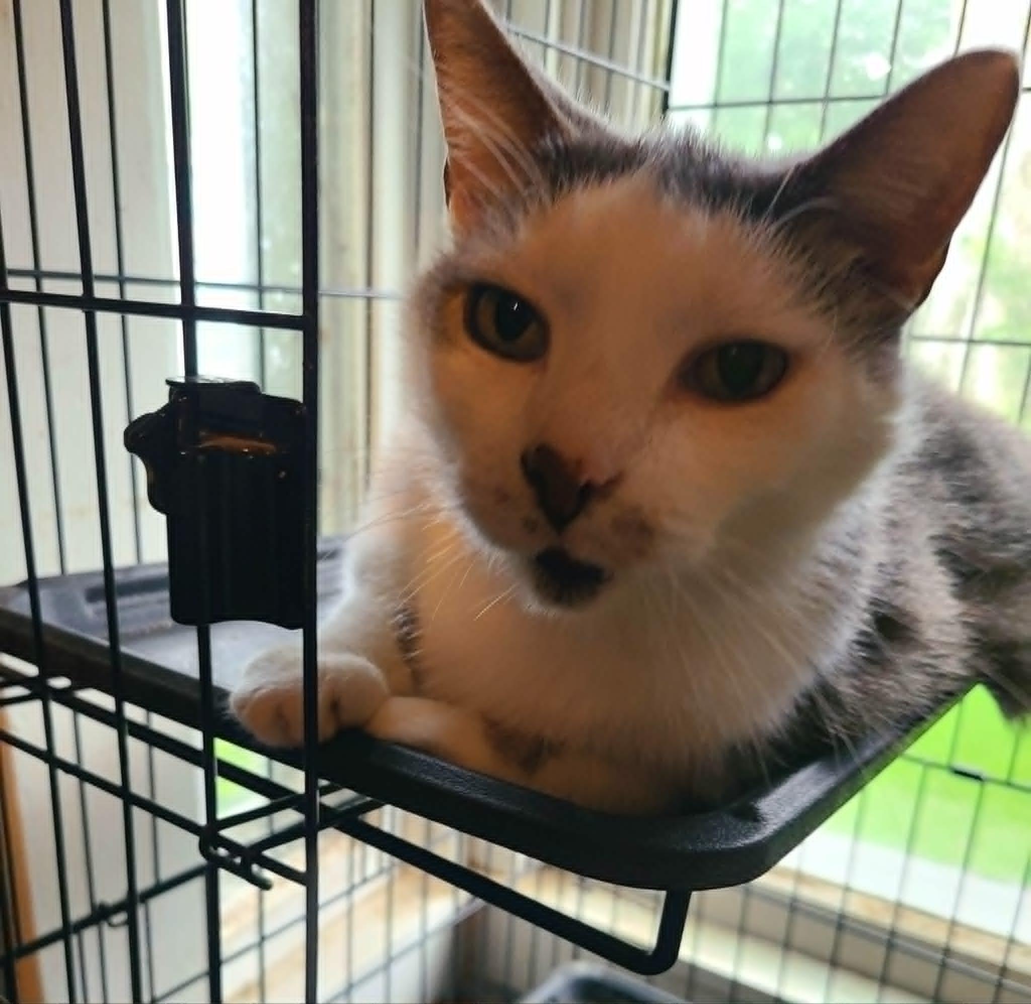 Enlarge Hopper, a ADOPTABLE Domestic Medium Hair in Waynetown, IN image 1/3