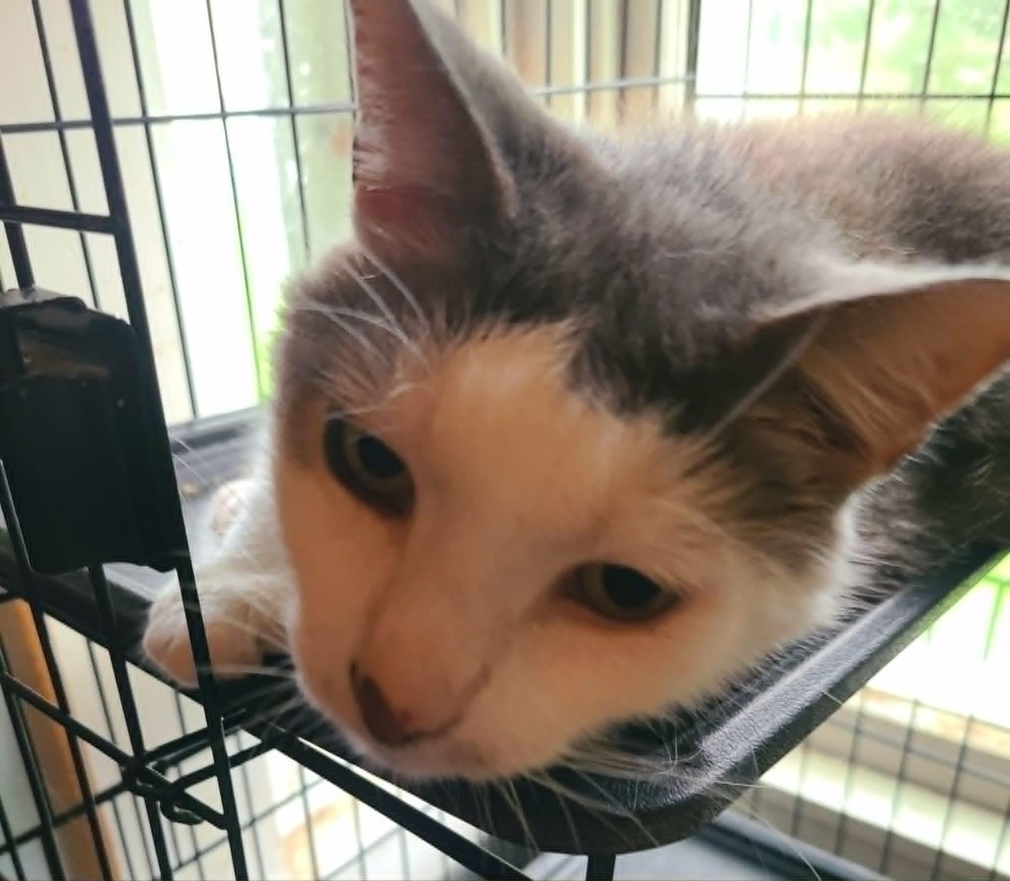 Enlarge Hopper, a ADOPTABLE Domestic Medium Hair in Waynetown, IN image 3/3