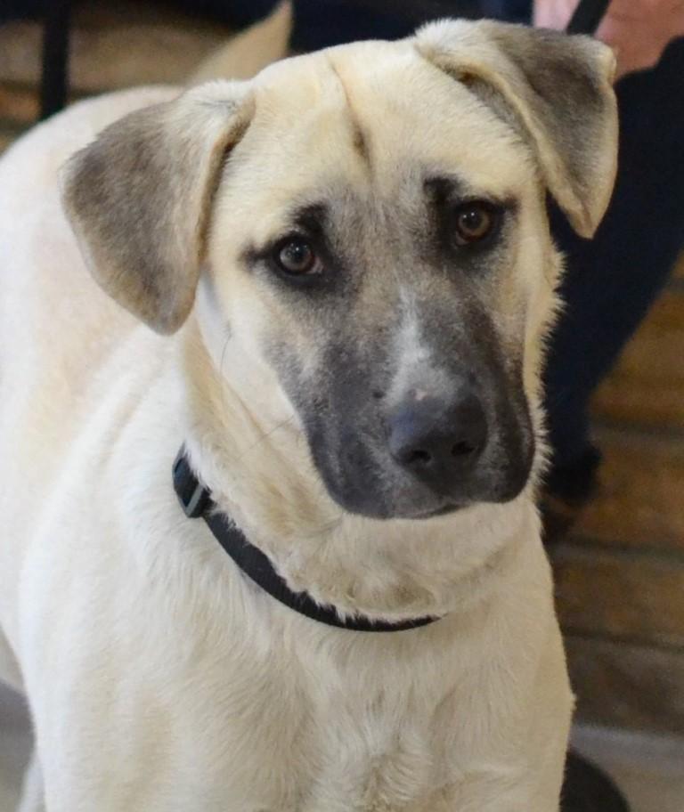 Enlarge Zoey, a ADOPTABLE mixed breed in White Plains, NY image 1/5