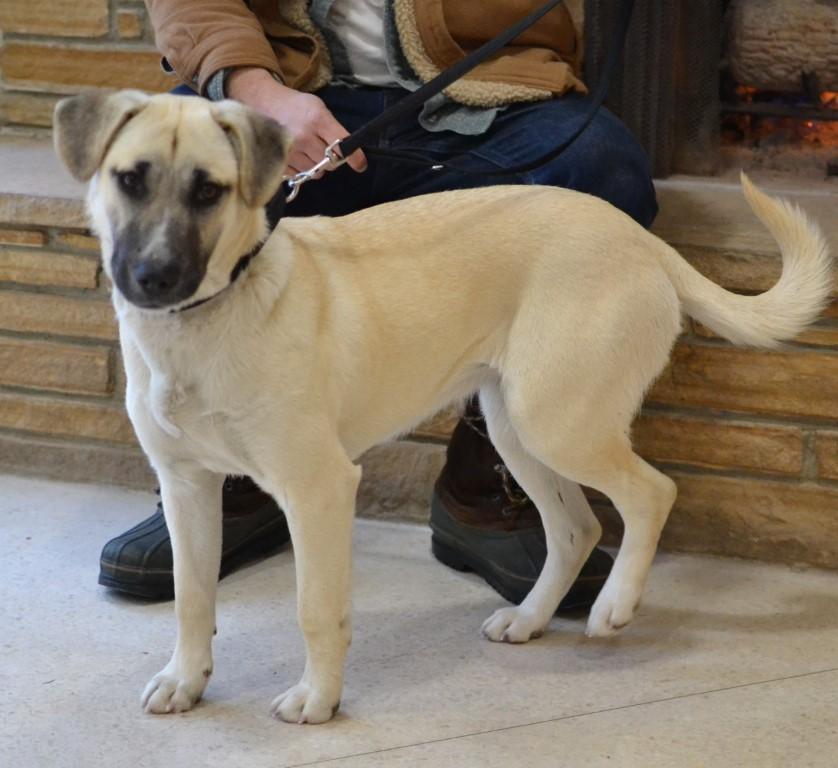 Enlarge Zoey, a ADOPTABLE mixed breed in White Plains, NY image 3/5