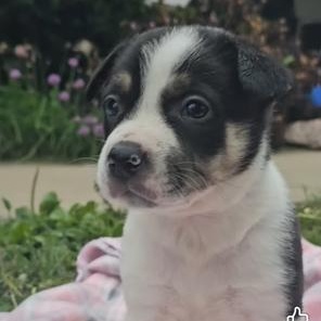 Maggie, ADOPTABLE, Puppy Female Australian Cattle Dog / Blue Heeler & Shepherd.