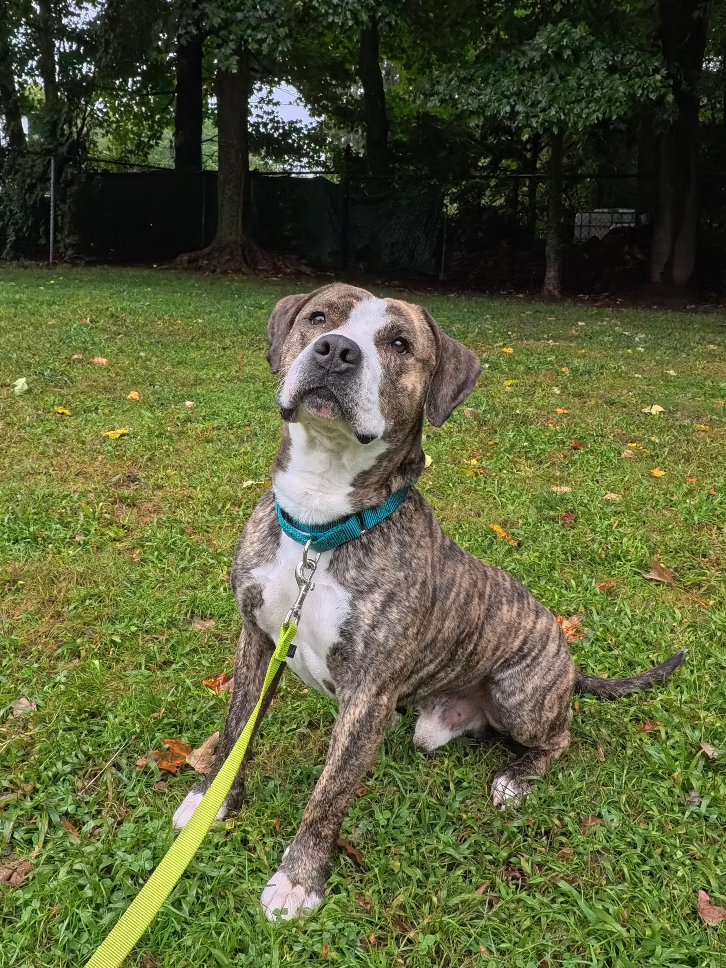 Enlarge Yoshi, a Adoptable mixed breed in Terryville, CT image 5/6