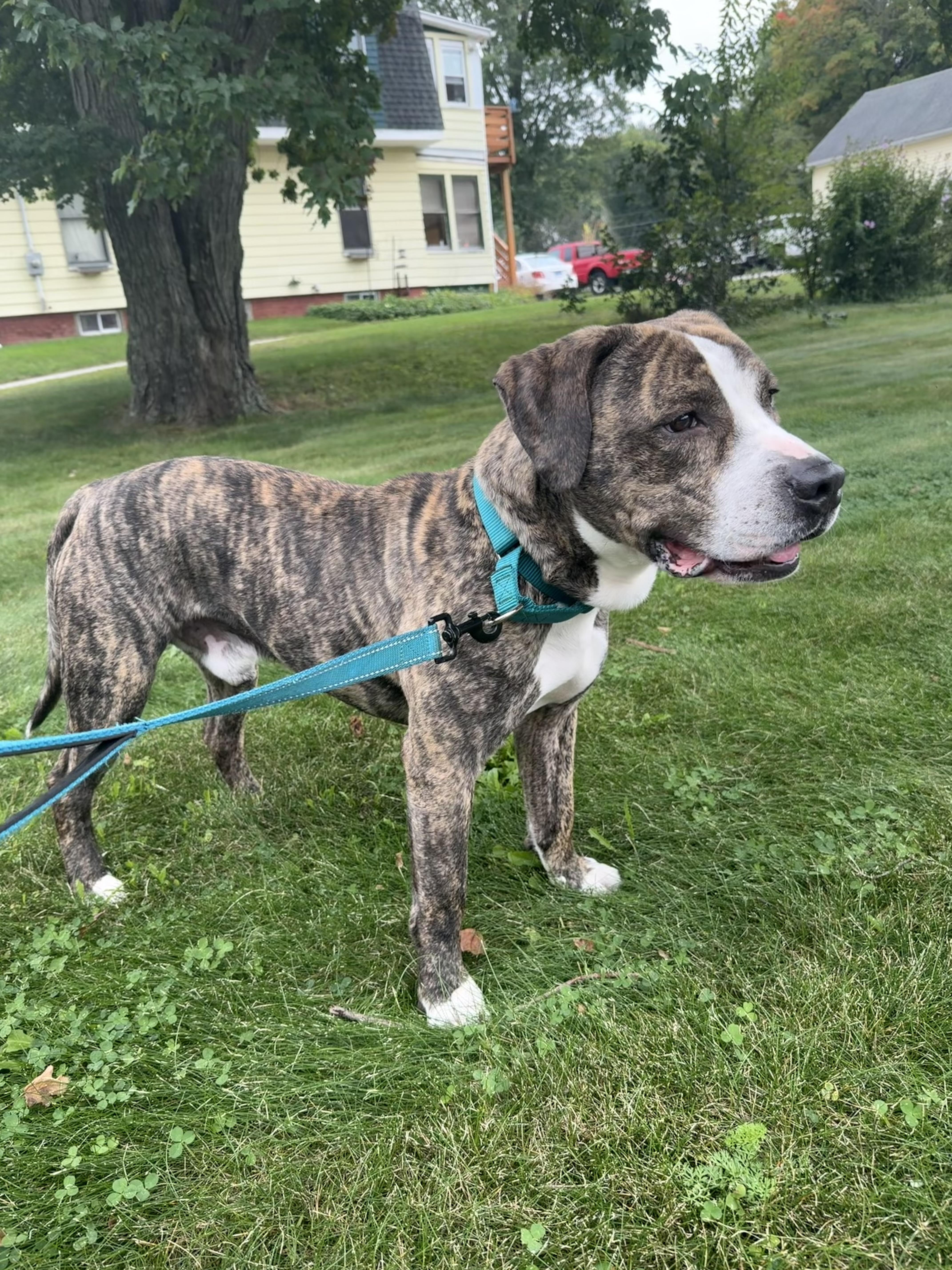 Enlarge Yoshi, a Adoptable mixed breed in Terryville, CT image 4/6