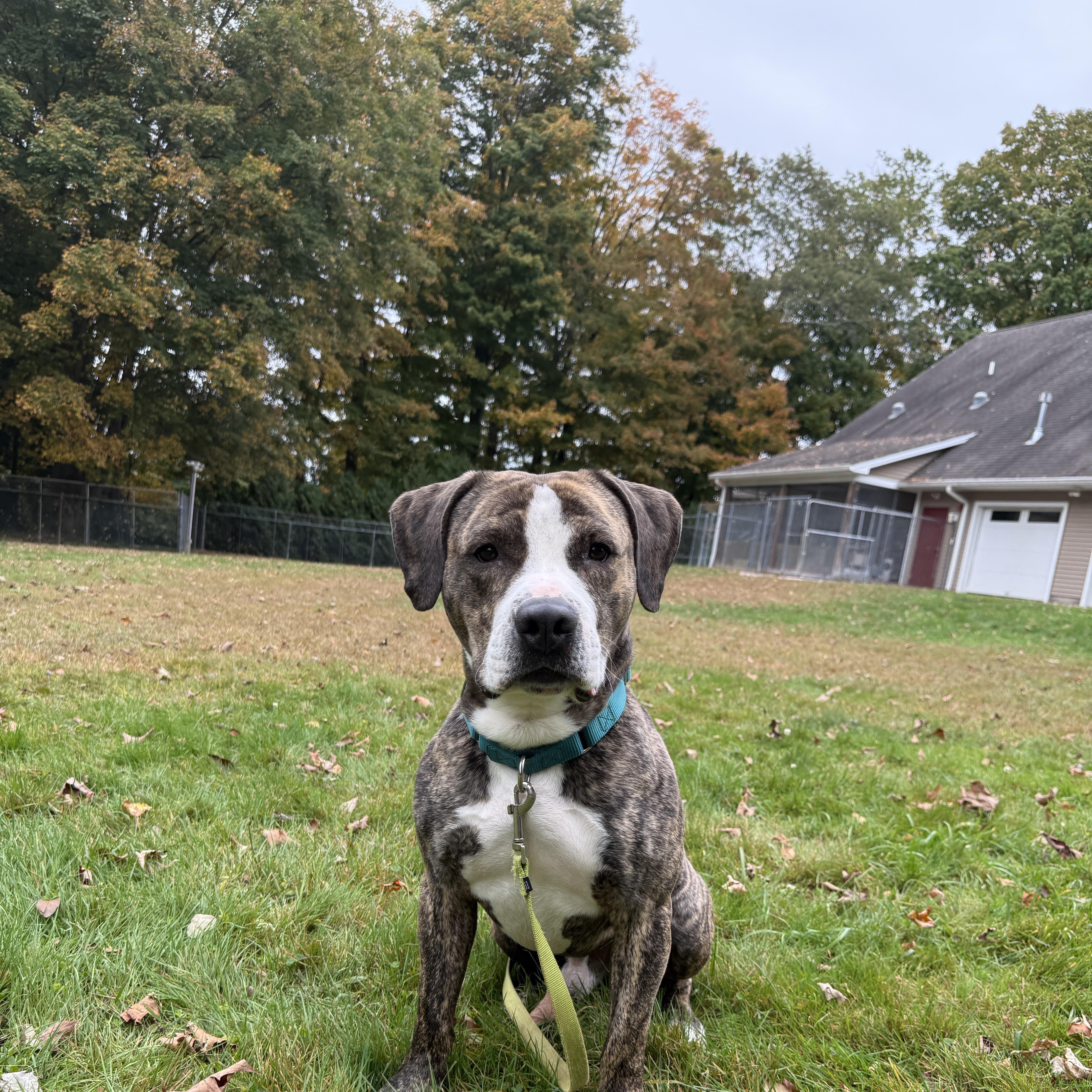 Yoshi, Adoptable, Adult Male Pit Bull Terrier & Boxer.