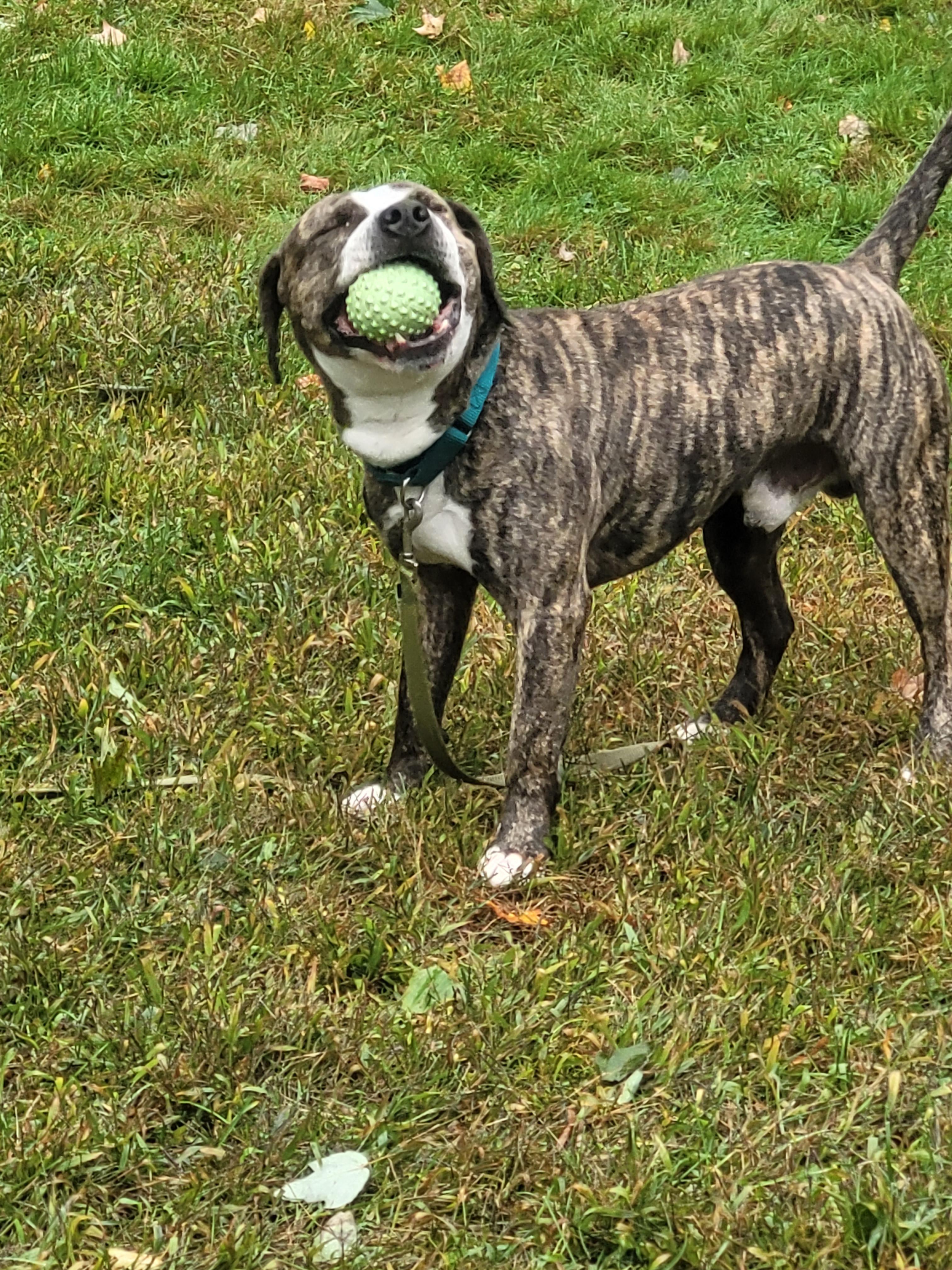 Enlarge Yoshi, a Adoptable mixed breed in Terryville, CT image 2/6