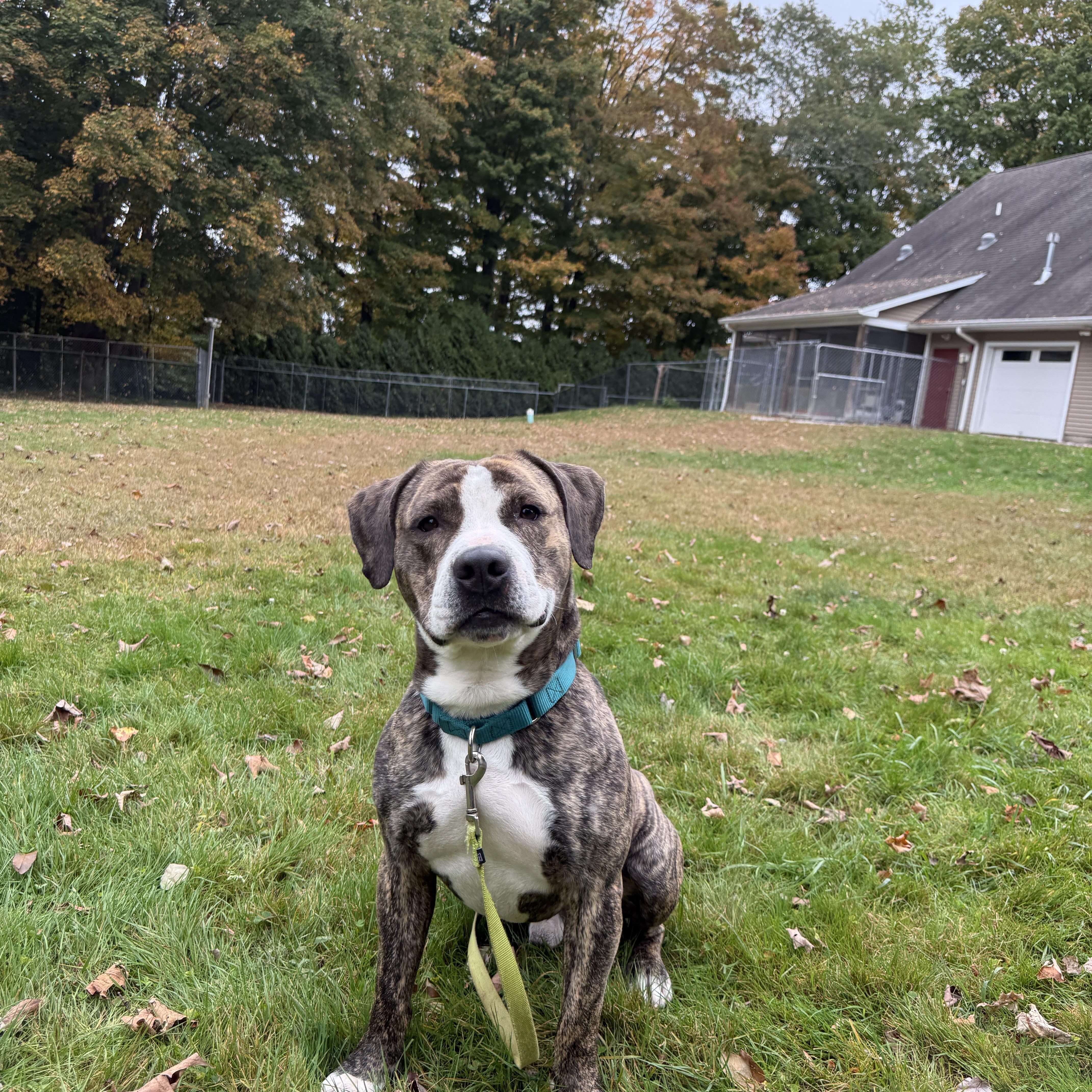 Enlarge Yoshi, a Adoptable mixed breed in Terryville, CT image 6/6