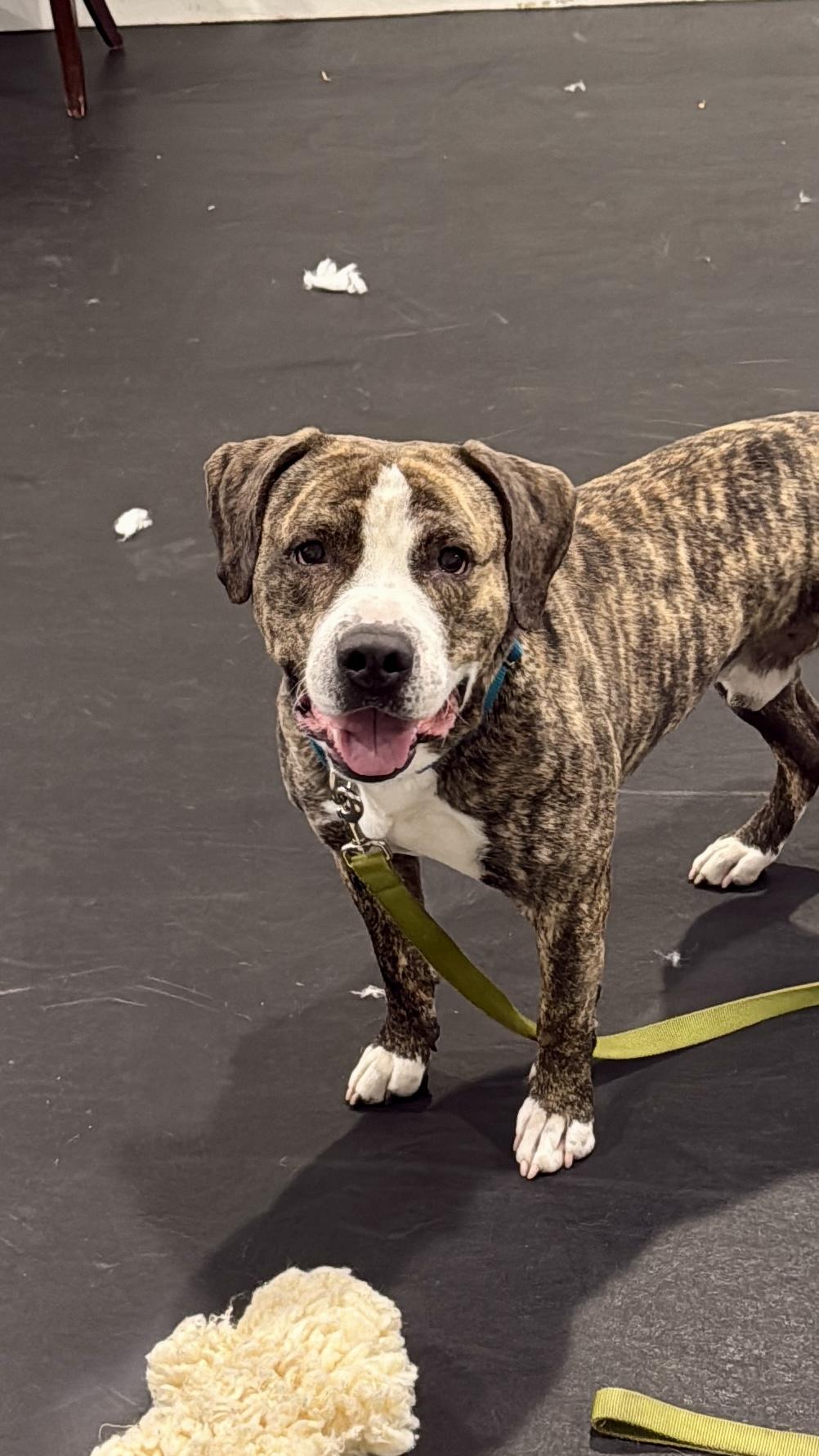Enlarge Yoshi, a Adoptable mixed breed in Terryville, CT image 3/6